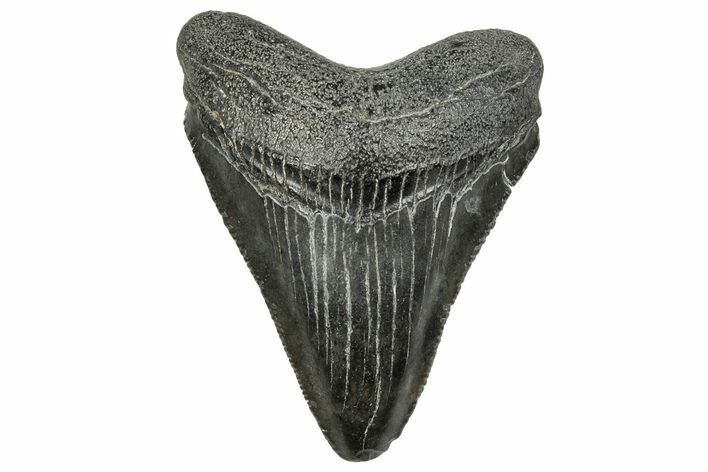 Serrated, Juvenile Megalodon Tooth - South Carolina #328727